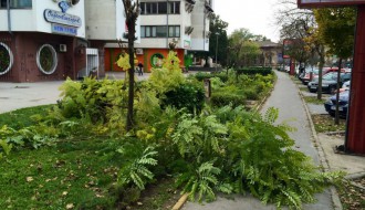 Nije najveći problem, ali ipak (odsečene grane na putu)