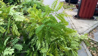 Nije najveći problem, ali ipak (odsečene grane na putu)