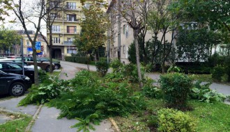 Nije najveći problem, ali ipak (odsečene grane na putu)