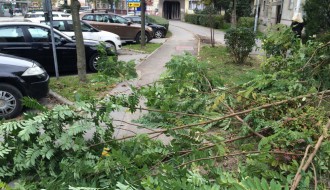 Nije najveći problem, ali ipak (odsečene grane na putu)