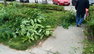 Nije najveći problem, ali ipak (odsečene grane na putu)