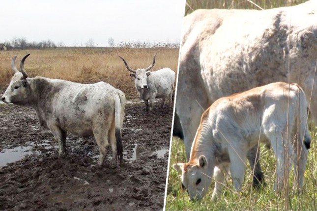 Podolska goveda dobila prinove