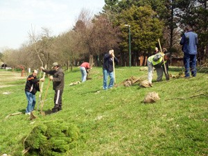 Ozeljenjavanje Peščane plaže