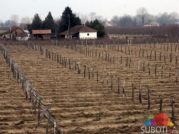 Vinari očekuju dobar rod loze