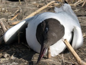 Uginulo 60 galebova na Paliću
