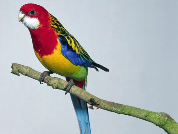 Obeležen Svetski dan zaštite životinja