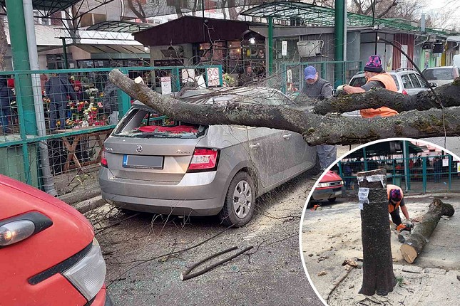 Radnici "Čistoće" za vikend imali pune ruke posla, olujni vetar obarao stabla i lomio grane