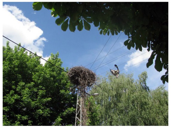 Vratile se rode na Palić