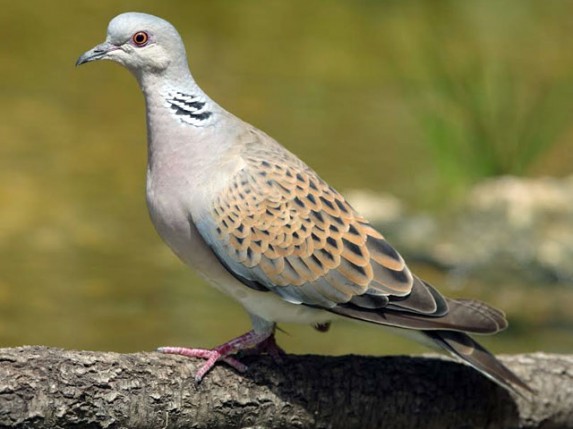 Podrška "Palićkoj inicijativi"