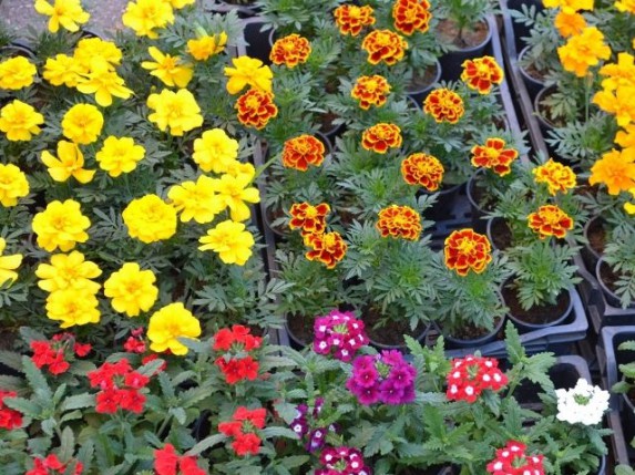 Sajam cveća kod plave fontane