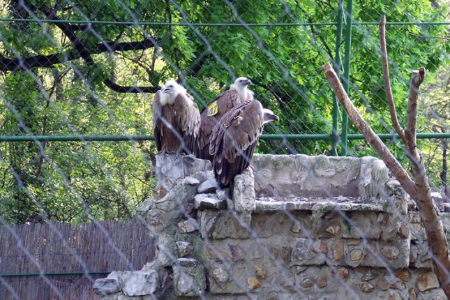 Beloglavi sup - nova vrsta u Zoo vrtu Palić