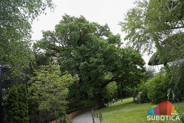 Hrast star 300 godina krasi park Zoo vrta