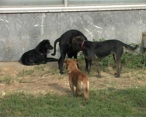 Psi lutalice caruju ulicama