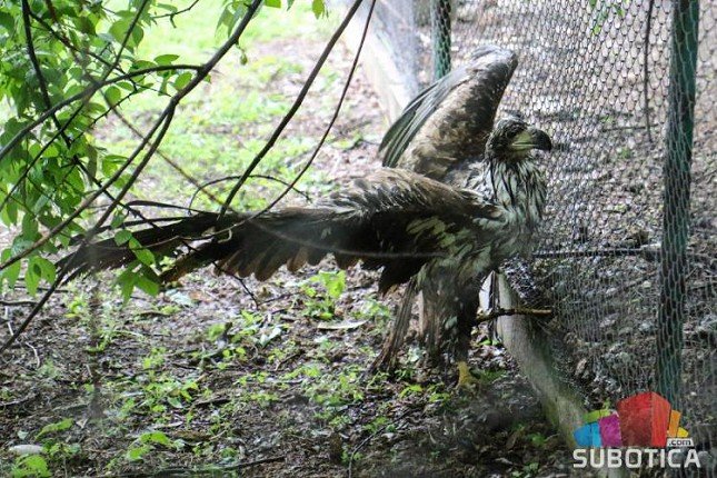 Spasen orao belorepan vraćen u prirodu