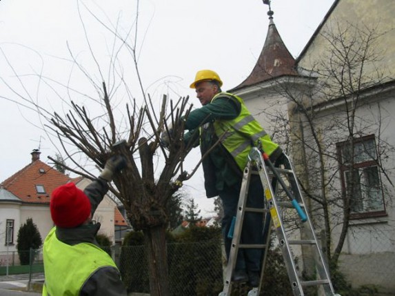 Jesenja akcija orezivanja drveća