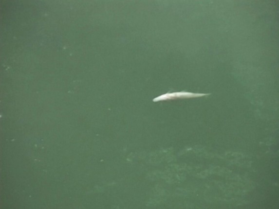 Uginulo oko 100 kilograma ribe na Paliću