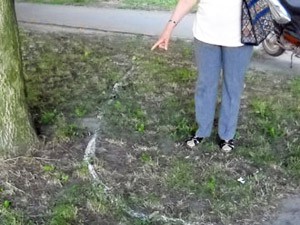 Neobične bele niti plaše Subotičane