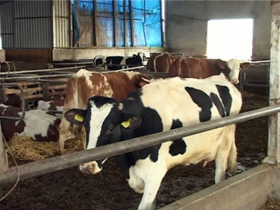 Mlekara nagrađuje rekordere