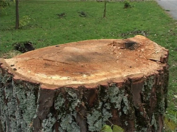 Posečena stabla u Dudovoj šumi