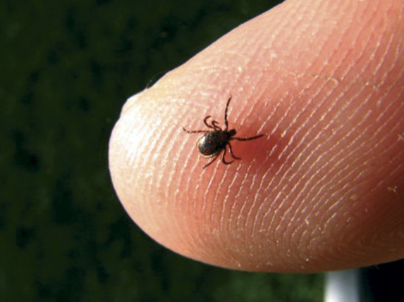 Obaveštenje o tretiranju krpelja