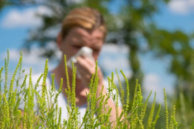 Umerena koncentracija polena ambrozije u vazduhu