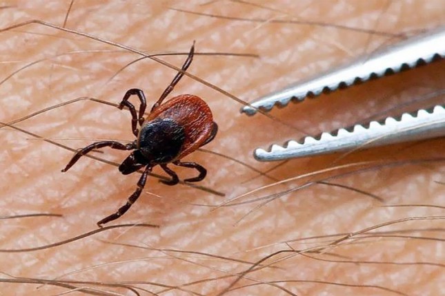 Tretmani protiv krpelja krajem maja