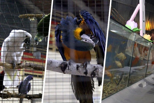 Obeležen svetski dan zaštite životinja