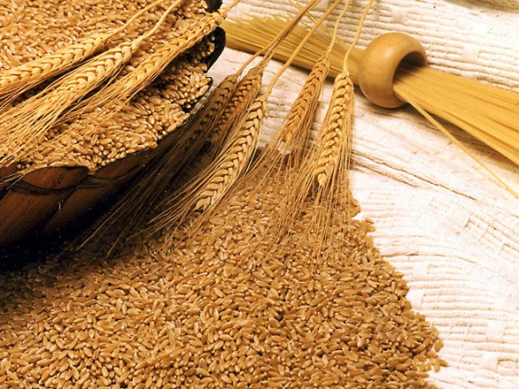 Poljoprivrednici nezadovoljni cenom pšenice