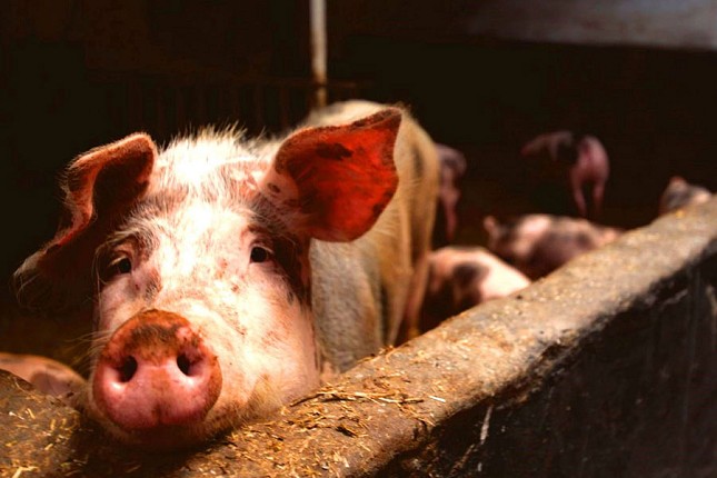 Analizirana situacija i preložene mere povodom sprečavanja širenja zarazne bolesti afričke kuge svinja