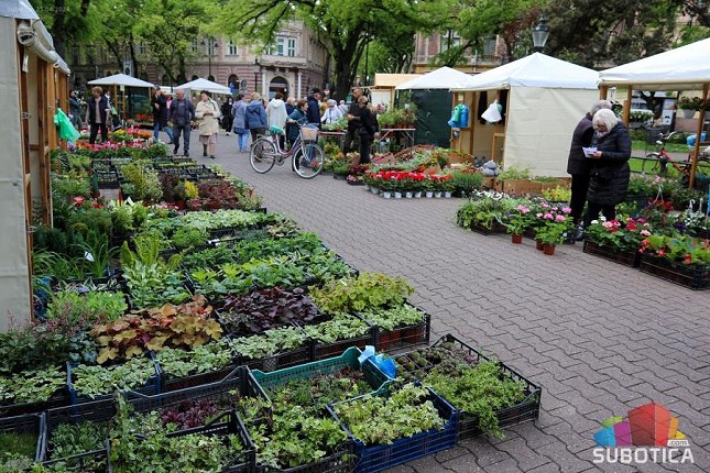 Subotica procvetala - počeo prolećni vašar cveća