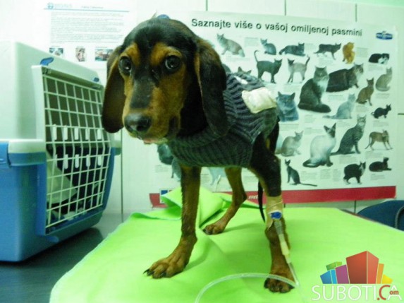 Subotičani pomogli psu Lakiju
