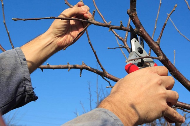 Da li je mart idealan mesec za zimsko orezivanje voća?