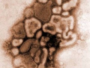 U Severnobačkom okrugu odjavljena epidemija gripa