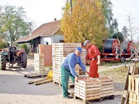 Jabuke iz Bačke putuju u Rusiju