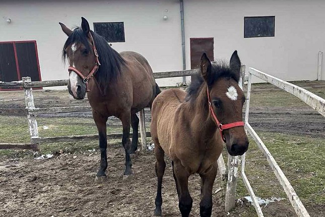 Andaluzijsko ždrebe Felina – nova atrakcija ergele Kelebija