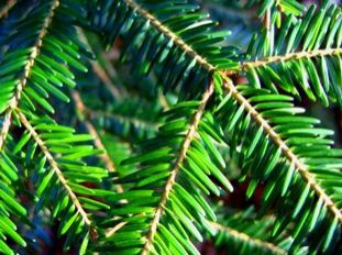 Spasavanje jelki od masakra