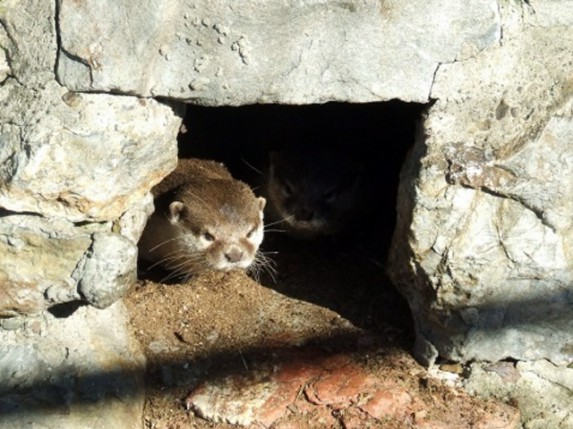 Najmanja vidra na svetu u Zoo vrtu na Paliću
