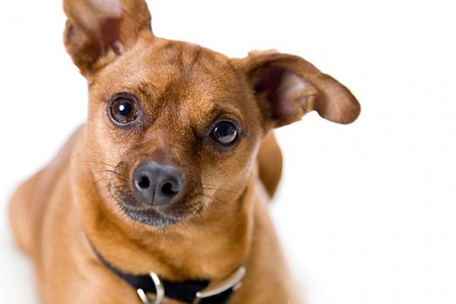 Besplatna sterilizacija pasa za socijalno ugrožene vlasnike