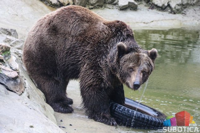 Medeni i Buca izašli iz pećina, da li nas zima napušta?