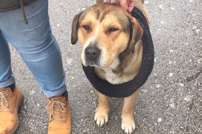 Tinejdžeri spojili izgubljenog psa sa njegovim vlasnikom