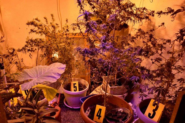 Otkrivena improvizovana laboratorija za uzgoj marihuane