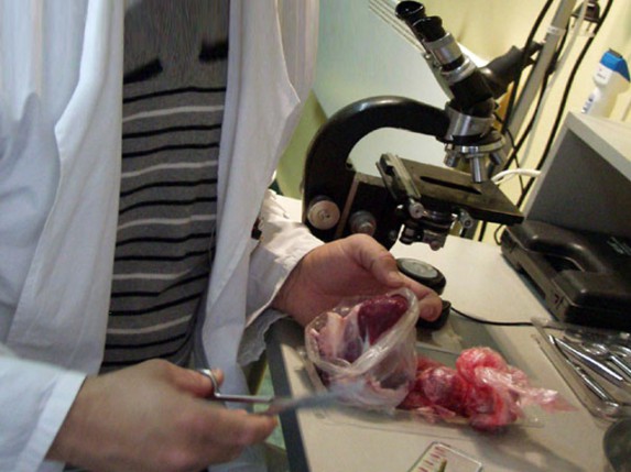 Osam osoba zaraženo trihinelom