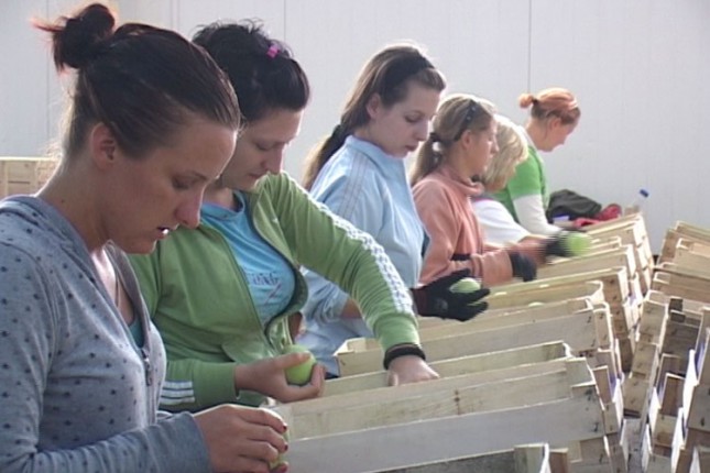 Rusija traži više subotičkog voća nego što ga imamo