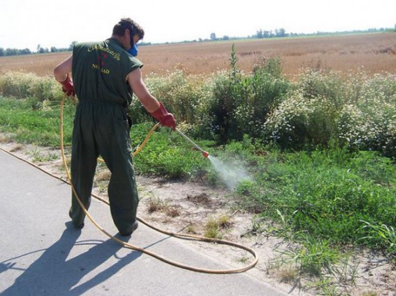 Drugi krug košenja ambrozije u Subotici