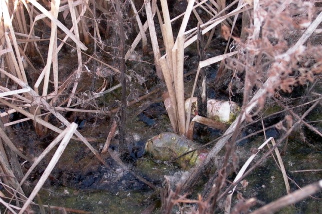 Zagađen kanal kod Ljutova