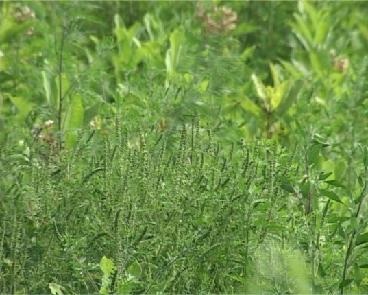 Koncentracija polena ambrozije manja nego pošle godine