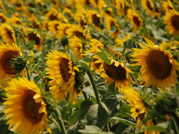Javni oglas za korišćenje podsticajnih sredstava za obradivo poljoprivredno zemljište