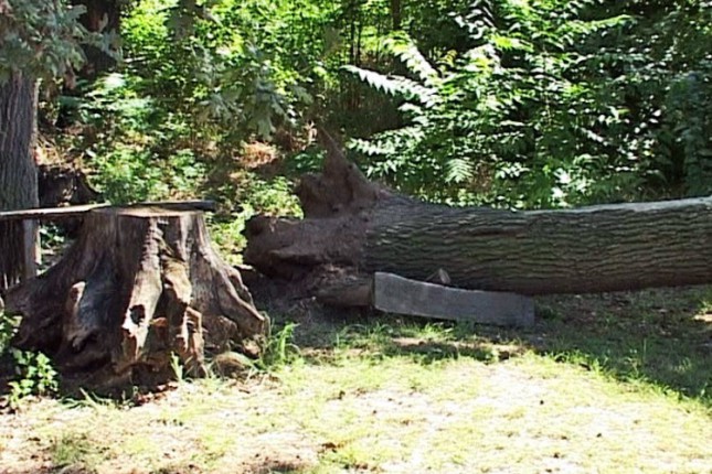 Pao hrast u Hrastovoj ulici