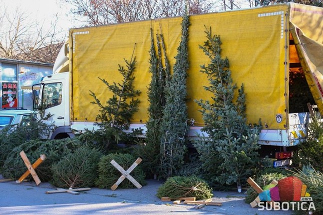 Koliko novca treba izdvojiti za jelku?