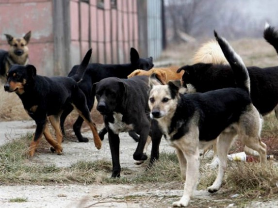 Zbog zloupotreba, ugriz pasa se dokazuje na sudu!